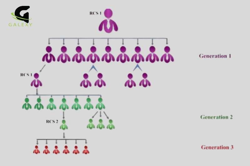 Generation structure showing multi-level user hierarchy for MLM system, designed by Galexy IT Solutions Bareilly